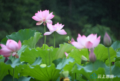 组图 | 雨打荷花 亭亭玉立 