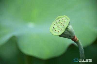 组图 | 盛夏荷韵   