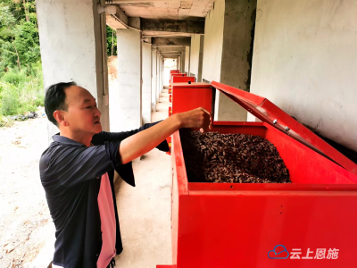 巴东：“绿色烤房”强势上线 烟叶全面进入成熟采烤期 