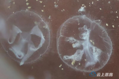 来凤首次发现“水中大熊猫”桃花水母 