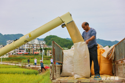 咸丰县11万亩水稻陆续进入成熟期 机械化收割助力颗粒归仓 