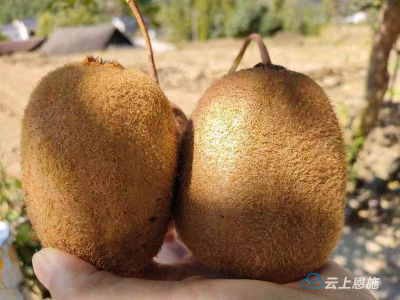 鹤峰：鲜果飘香压满枝 果实采摘正当时 