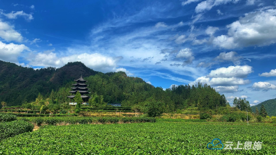 咸丰龙坪茶园：秋高气爽，看生态茶园，享限定美景