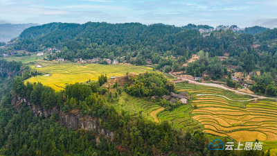 组图 | 利川：金秋稻田 “丰景”如画 