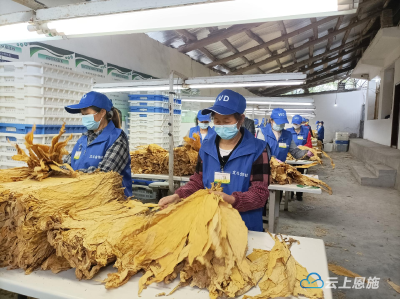 利川市今年已完成烟叶收购63693担 实现收购值1.02亿元