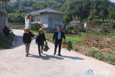 建始三里乡马坡村: “稻油轮作”掀起油菜秋播热潮 