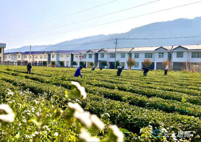 湖北鹤峰：万亩茶园管护忙