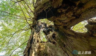 组图 | 湖北利川：300年“空心”古银杏 