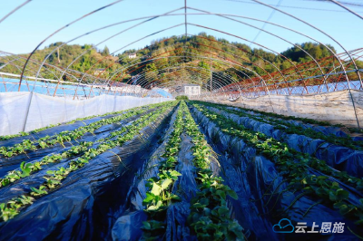湖北建始：草莓越冬管护正当时