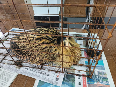 湖北鹤峰：成功救助野生保护动物大麻鳽