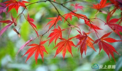 湖北宣恩：贡水河畔枫叶流丹 