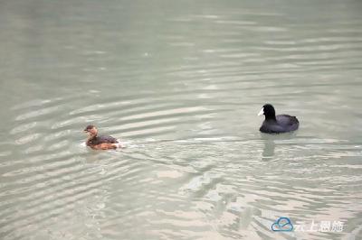 国家二级保护动物骨顶鸡现身湖北建始广润河城区段