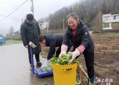 烟农王玉兵：多元化种植 走上致富路 