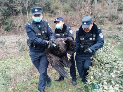 湖北建始：警民爱心接力 国家二级保护动物兀鹫得救 