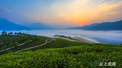组图｜巴东：云海茶乡惊艳了整个春天