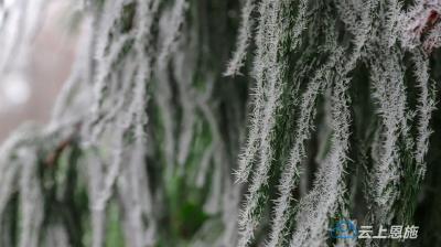 庭树飞花 再迎春雪！咸丰坪坝营的春日限定又双叒叕上线啦 