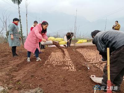 湖北建始：备战春耕农人忙 党建引领育蜜薯 