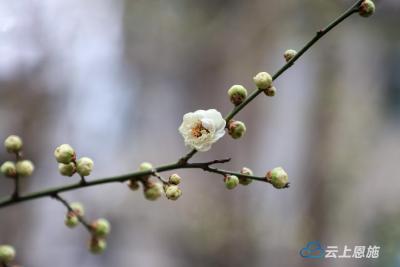 “如懿”同款！鹤峰县城的绿萼梅开了 