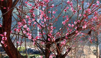 湖北建始：腊月梅花开，朵朵报春来