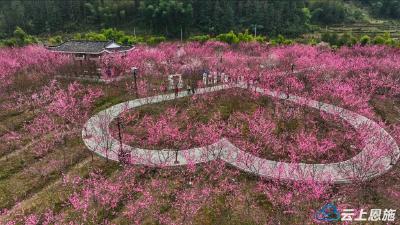 来凤：踏青行至“桃花岛” 尽赏桃花揽春色