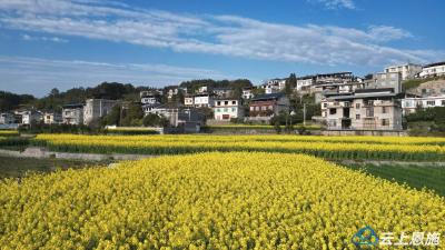 建始：油菜花开春意浓