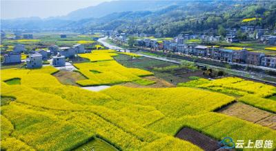 建始：油菜花的季节元气满满