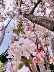 恩施建始：百花齐放诗意盎然