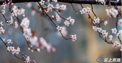 恩施建始：雨中李花别样“艳”