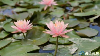 恩施建始：睡莲花开喜迎客