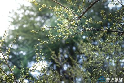 恩施鹤峰：绿色梅花悄然绽放成独特景致