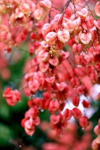 恩施巴东：神农溪畔栾树秋，醉人风光入画来