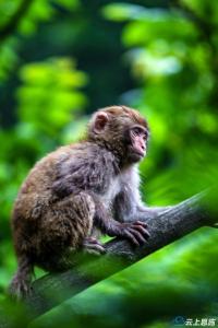 恩施利川：堰水峡灵猴的生活