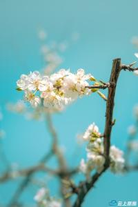 恩施利川：梨花绽放惹人爱