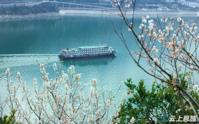 恩施巴东：樱花李花竞相开放