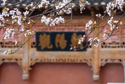 春日限定！建始街头紫叶李盛开 绘就诗意画卷
