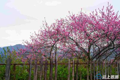 恩施建始：桃花绽放满枝头