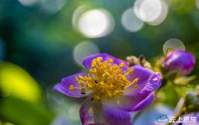 恩施利川：春露凝花 生命有章