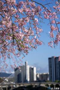 恩施州城：清江春韵 一路繁花