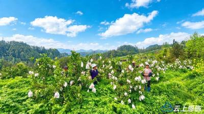 组图 | 利川：橘香四溢正逢春，采摘品尝正当时