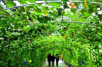 武汉首家农业嘉年华本月开幕迎客