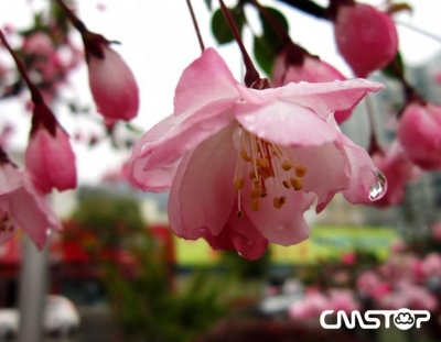 昨日“爽约小雨”今天来 斜风细雨中赏花别有味