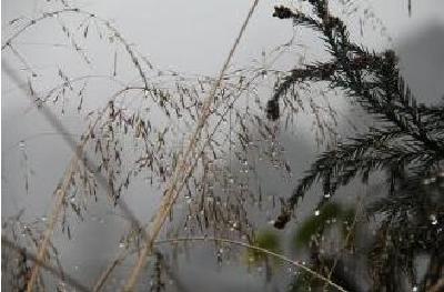 昨天“晴深深”今天“雨濛濛” 今起3天武汉要飘毛毛雨