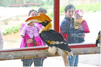 4000多只鸟儿“飞”进黄陂鸟语林 双角犀鸟身价9万