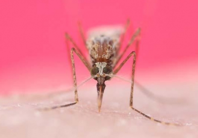 美学者获军方资助研发“不咬人蚊子”：欲改变其基因