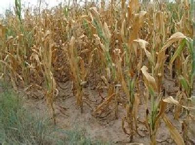 前8月十堰平均降雨量同比少两成 4.7万人临时饮水困难