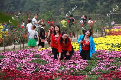 茅箭菊花节引爆黄金周乡村游 多项活动正陆续推出 将持续到11月底结束