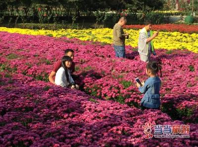 茅箭菊花文化节摄影大赛：拍菊田花海 拿千元现金