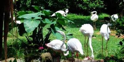 中国将建南北2个野生动植物保护馆 分别落户北京长沙