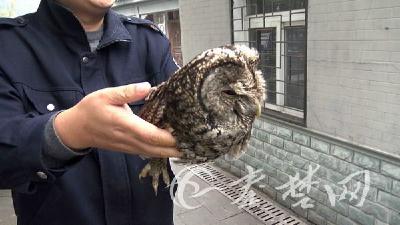 呆萌猫头鹰落难 武当山小红帽急救助