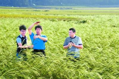 袁隆平种出了“海水稻” 计划3年内亩产突破200公斤